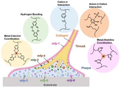 Frontiers | Mussel-inspired nanoparticle composite hydrogels for ...