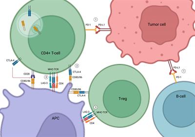 Frontiers | Endocrine side effects of immune checkpoint inhibitors