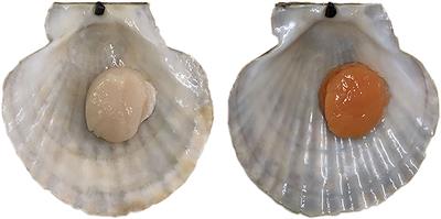 Frontiers  A Genome-Wide Association Study Identifies Candidate Genes  Associated With Shell Color in Bay Scallop Argopecten irradians irradians