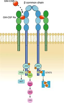 Frontiers | Role of GM-CSF in lung balance and disease