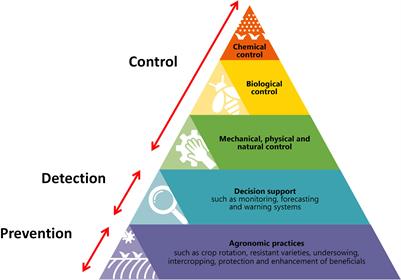 Frontiers  Pest insect management in vegetable crops grown outdoors in  northern Europe – approaches at the bottom of the IPM pyramid