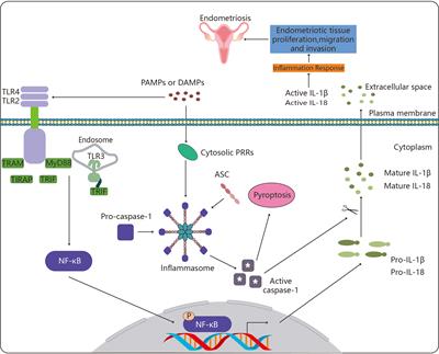 Frontiers  Menstruation Dysregulation and Endometriosis Development