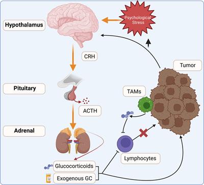 glucocorticoids stress