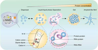 Liquid–liquid phase separation in tumor biology