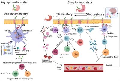 Frontiers | Helicobacter pylori infection may influence prevalence and ...