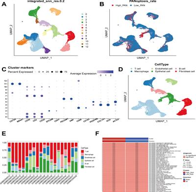 Frontiers | Exploring PANoptosis in breast cancer based on scRNA-seq ...