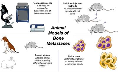 Frontiers  Syrian hamster as an ideal animal model for evaluation of  cancer immunotherapy