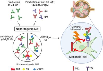 Frontiers | Current understanding of IgA antibodies in the pathogenesis ...