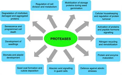 Frontiers | The roles of plant proteases and protease inhibitors in ...