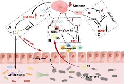 Frontiers | Probiotics for the treatment of depression and its ...