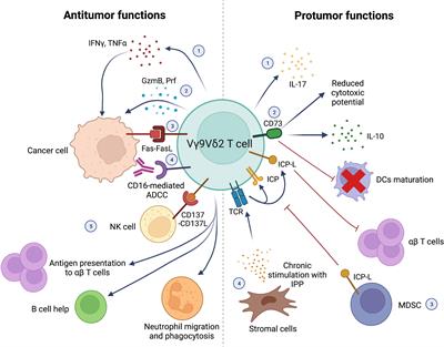 Frontiers | Vγ9Vδ2 T-cell immunotherapy in blood cancers: ready for ...