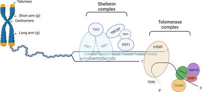 Frontiers | Telomere biology: from disorders to hematological diseases