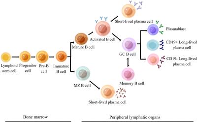 Frontiers | Telitacicept for autoimmune nephropathy