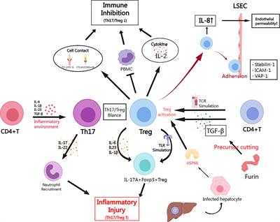 Frontiers | The role of regulatory T cells and follicular T helper ...