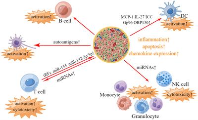 Frontiers | Extracellular vesicle-mediated intercellular and interorgan ...