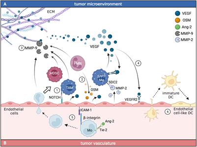 PDF) Abstract A74: Microparticles mediate cross-talk between tumoral and  endothelial cells and promote the constitution of an angiocrine  pro-metastatic niche through Arf6 up regulation