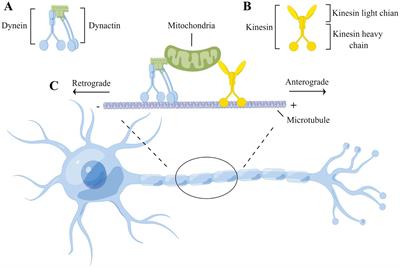 Frontiers | Common mechanisms underlying axonal transport deficits in ...