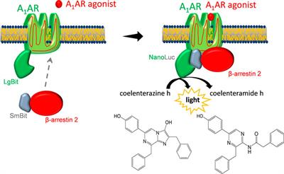 Frontiers | Investigation of adenosine A1 receptor-mediated β-arrestin ...