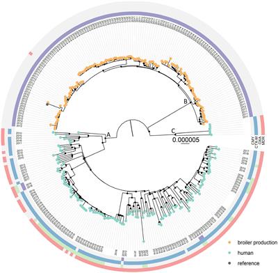 Frontiers | Escherichia coli multilocus sequence type 38 from humans ...