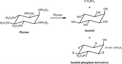 Frontiers | Phytates as a natural source for health promotion: A ...