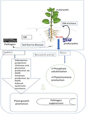 Frontiers | Screening microbial inoculants and their interventions for ...