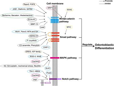 Frontiers | The odontoblastic differentiation of dental mesenchymal ...