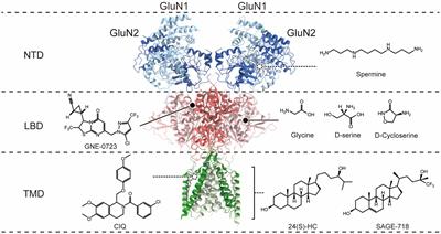 The GluN1, GluN2A, and GluN2B pre-M1 linker is intolerant to genetic