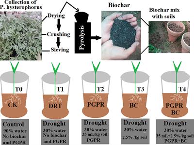 Integrating Biochar, Bacteria, and Plants for Sustainable