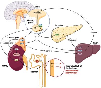 Frontiers | Metabolic effects of vasopressin in pathophysiology of ...