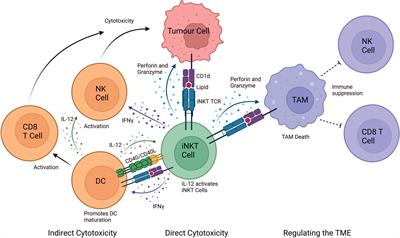 Frontiers | Towards a better understanding of human iNKT cell ...