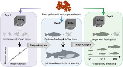 Happy salmon - Physiology shapes the happy salmon: a systems approach to  sustainable feeds for stimulation of growth, welfare and survival in salmon  farming