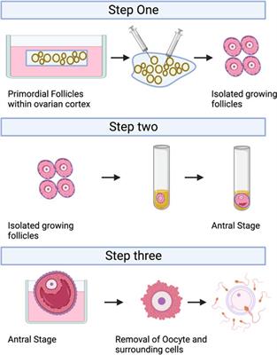 Frontiers | Prospects for fertility preservation: the ovarian organ ...