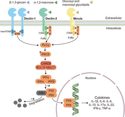 Frontiers | Intestinal fungi and antifungal secretory immunoglobulin A ...