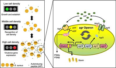 Frontiers  Cross-Talk between Staphylococcus aureus and Other  Staphylococcal Species via the agr Quorum Sensing System