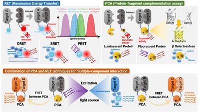 Mini-G proteins: Novel tools for studying GPCRs in their active