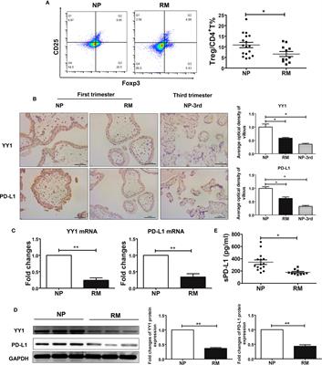 Frontiers | Decidual macrophages derived NO downregulates PD-L1 in ...