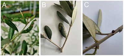 Frontiers  Innovations towards sustainable olive crop management: a new  dawn by precision agriculture including endo-therapy