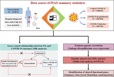 Frontiers | A shared genetic contribution to osteoarthritis and COVID ...