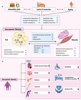 Frontiers | Sarcopenic obesity: epidemiology, pathophysiology ...