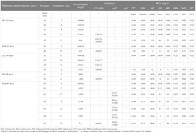 Frontiers | Novel mechanisms of macrolide resistance revealed by in ...