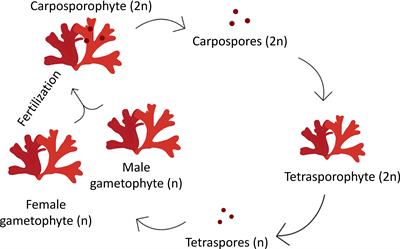 Frontiers  Jasmonates disrupt carrageenan synthesis during  carposporogenesis in the red seaweed Grateloupia imbricata