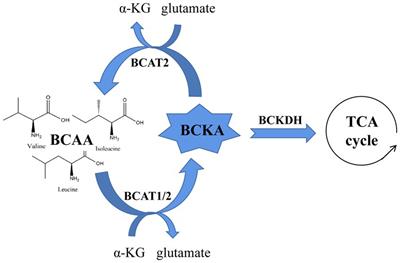 Frontiers - The contradictory role of branched-chain amino acids in lifespan and insulin resistance