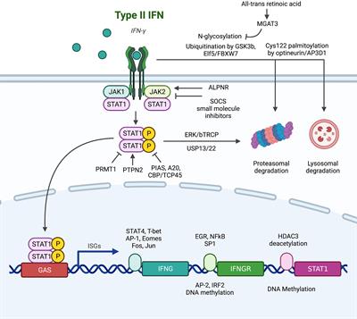 Frontiers | Dysregulation in IFN-γ signaling and response: the ...