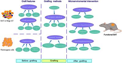 Full article: Comparative transcriptomic analysis of rabbit interscapular  brown adipose tissue whitening under physiological conditions