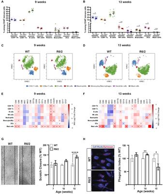 Frontiers | Innate immune activation and aberrant function in the R6/2 ...