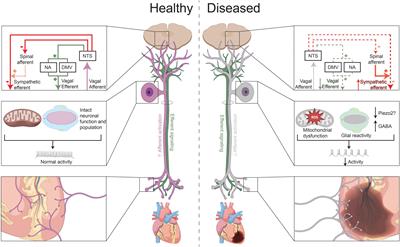 The vagus afferent network: emerging role in translational connectomics in:  Neurosurgical Focus Volume 45 Issue 3 (2018) Journals