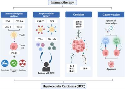 Frontiers | Immunotherapy of hepatocellular carcinoma: recent progress ...