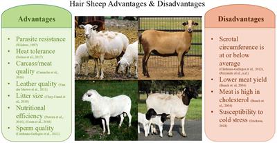Winter European Us Size High Quality Warm Natural Genuine Sheep