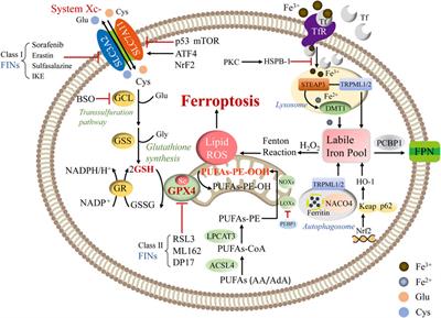 Frontiers | Ferroptosis as an emerging therapeutic target in liver diseases