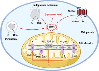 Mitochondrial reactive oxygen is critical for IL-12/IL-18-induced IFN